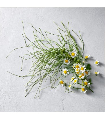 Rausch - Gama de ingrijire - Tonic pentru scalp, cu ierburi elvetiene, 200ml