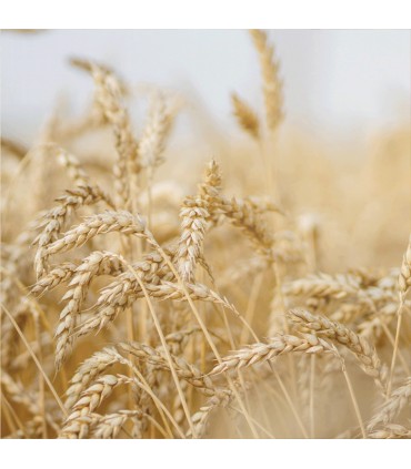 Rausch - Gama Pentru Par Uscat / deteriorat - Sampon nutritiv, cu ulei din ou, 200ml