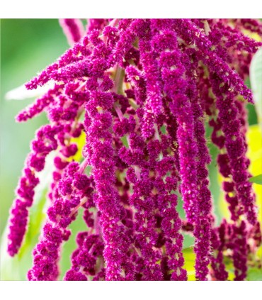 Rausch - Gama reparatoare - Balsam pentru par deteriorat, cu amarant, 150ml