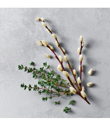 Rausch - Gama Anti-matreata grasa si prurit - Sampon special, cu scoarta de salcie, 200ml