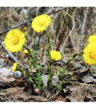 Rausch - Gama cu Podbal - Sampon anti-matreata, cu podbal, 200ml