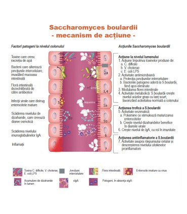 BULARDI - Supliment alimentar, 10 buc